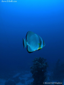 Platax. Sharm el sheikh. Canon G10 & Inon D2000 by Bea & Stef Primatesta 